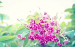 花卉 