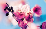 花卉