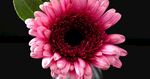 花卉