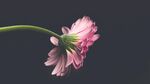 花卉