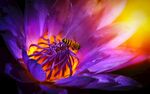 花卉