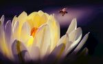 花卉 
