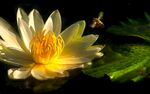 花卉 