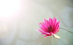 花卉