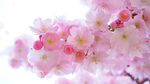 花卉 