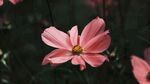 花卉