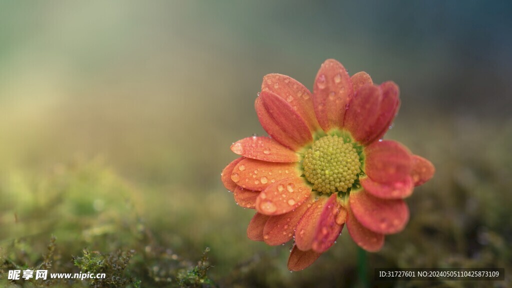 花卉