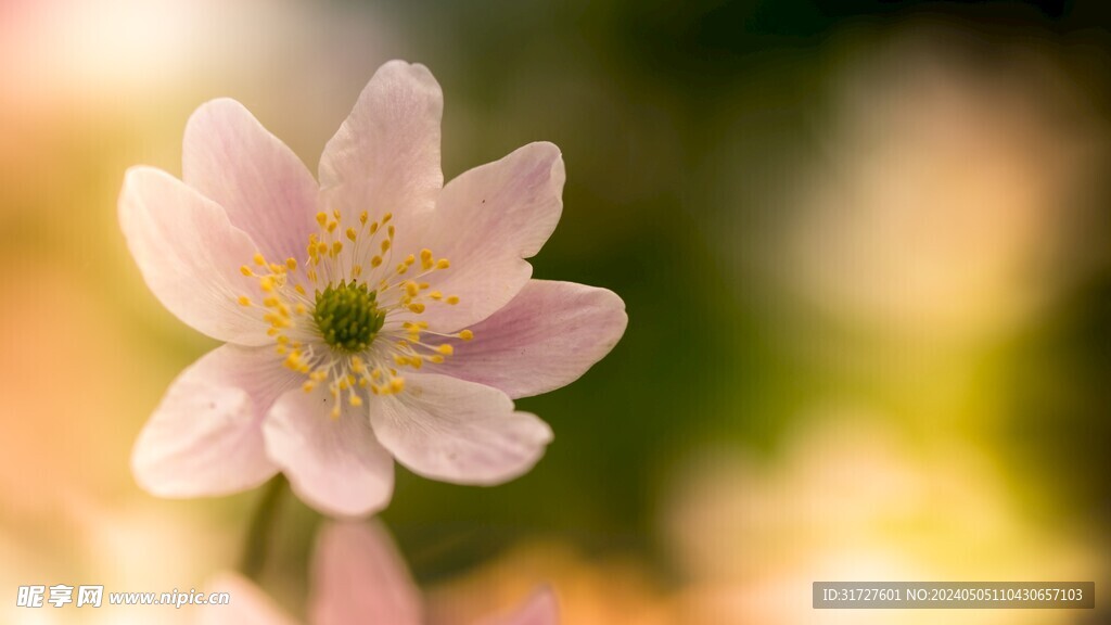 花卉