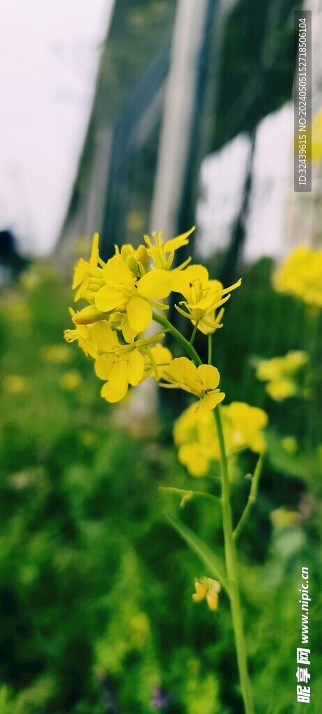 油菜花