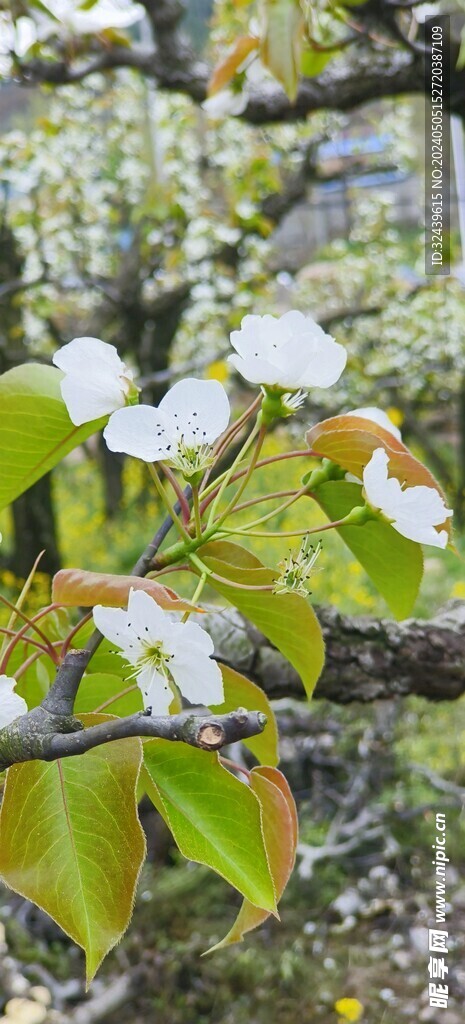 梨花