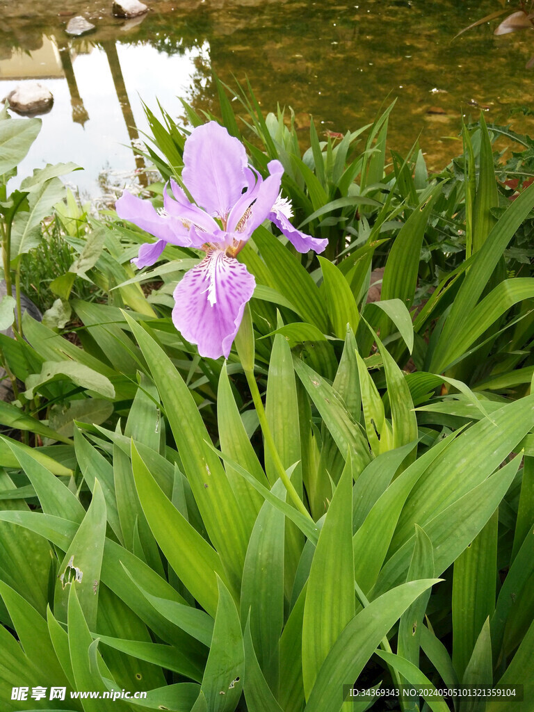 鸢尾花