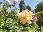 月季花