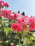 月季花