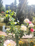月季花