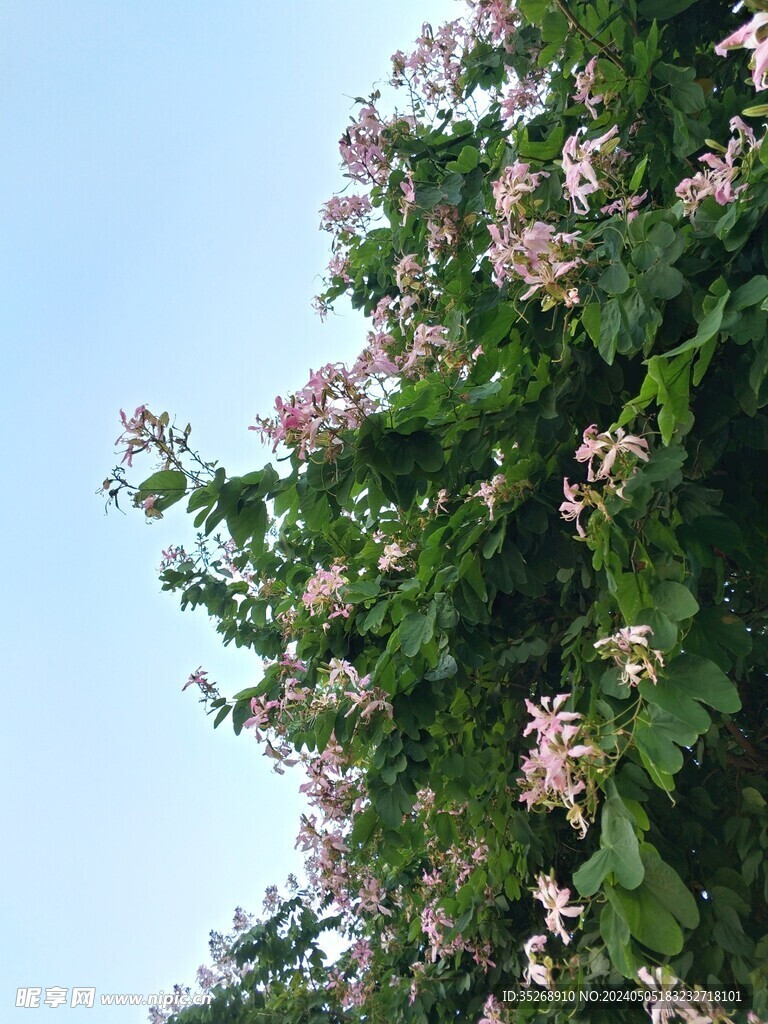 紫荆花树