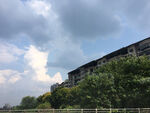 天空绿树