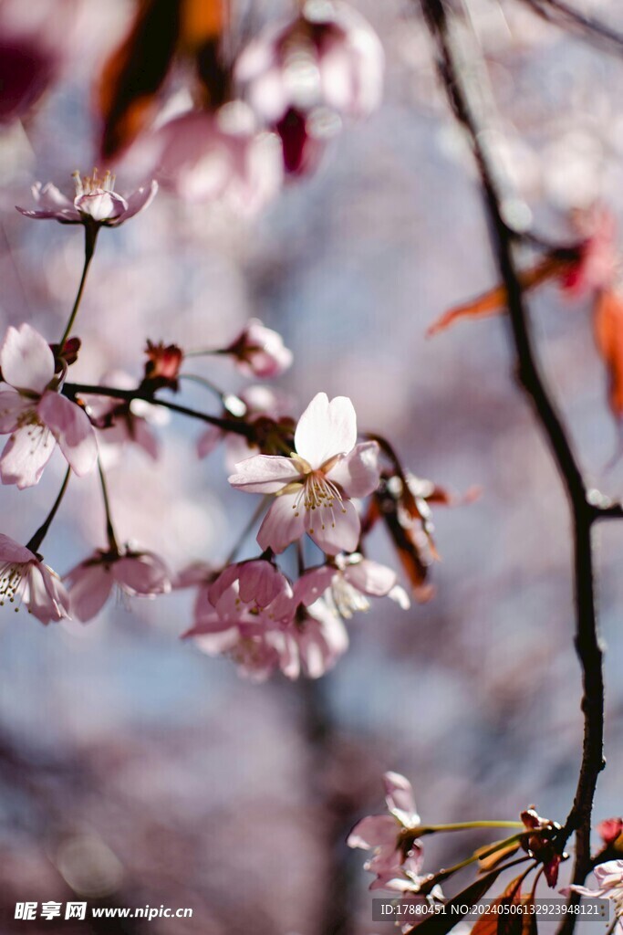 樱花