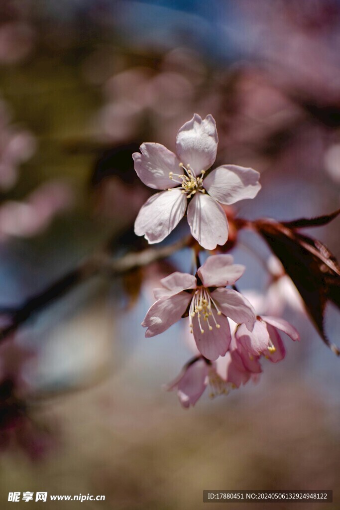 樱花
