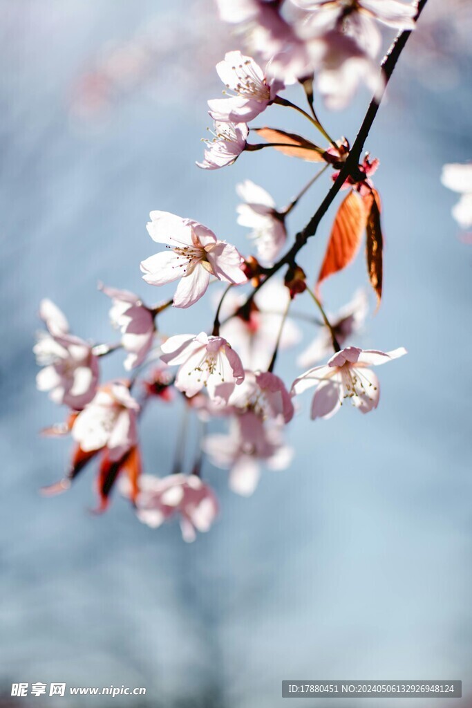 樱花