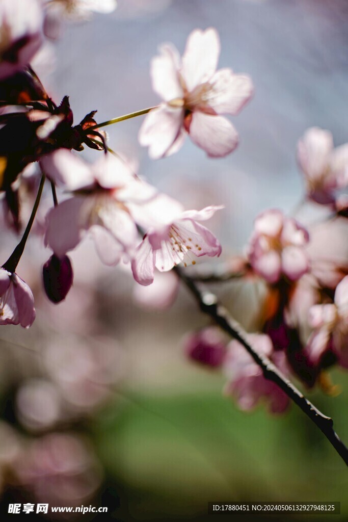 樱花