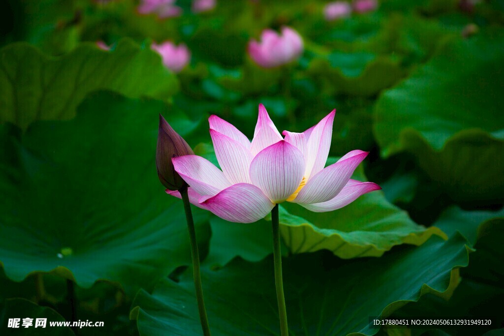 荷花