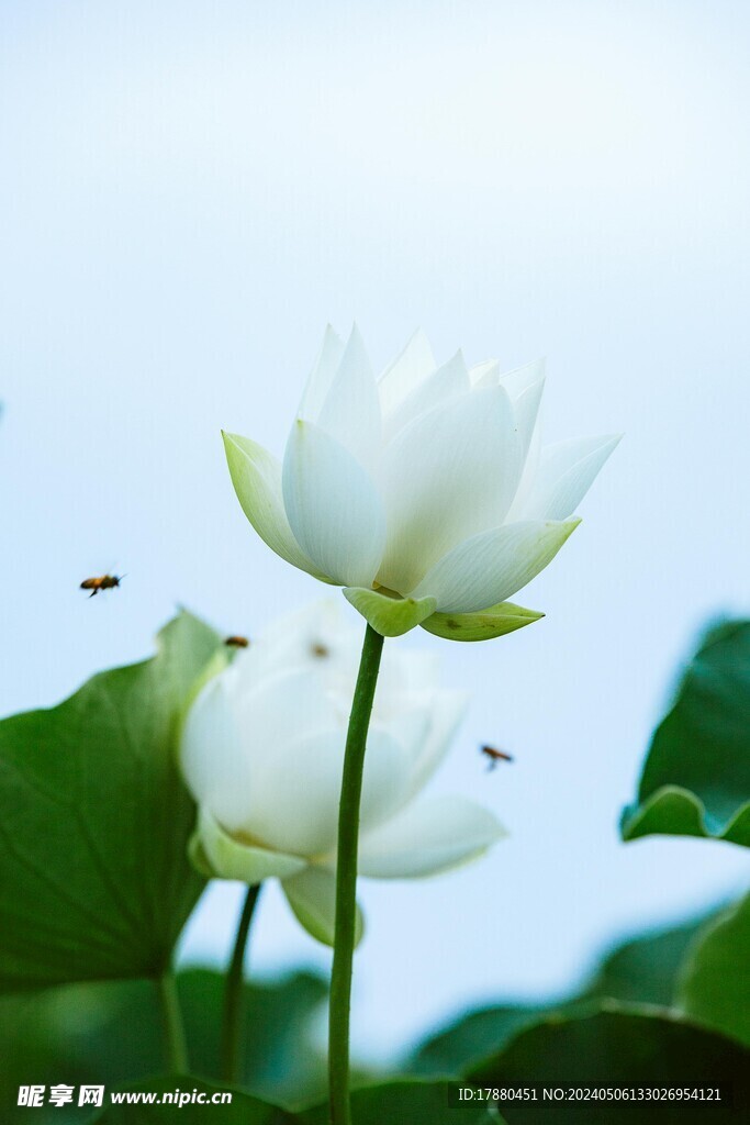 荷花