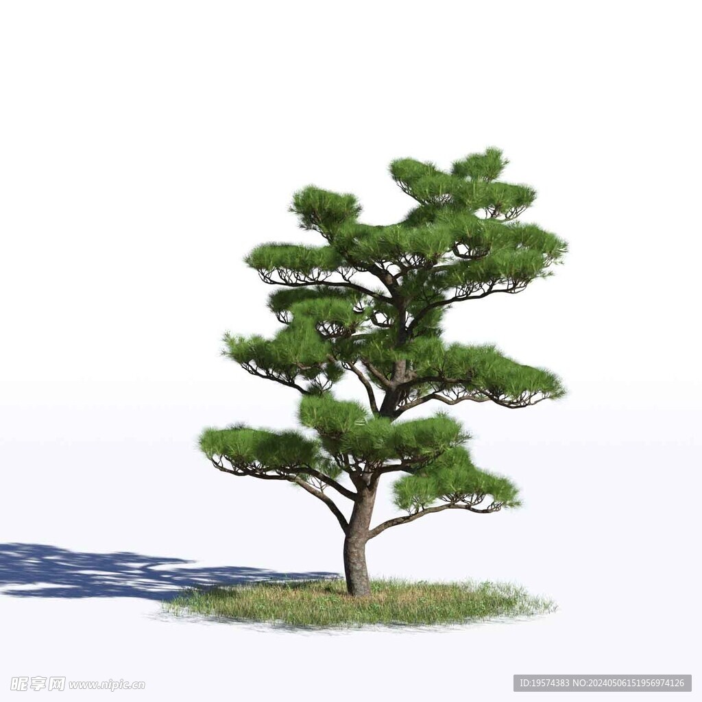 C4D模型 松树