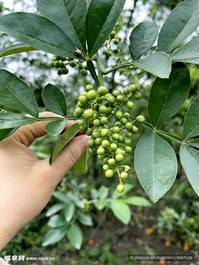 青花椒 调料 香料 香辛料 