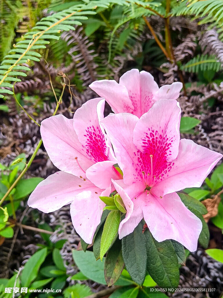 粉红杜鹃花