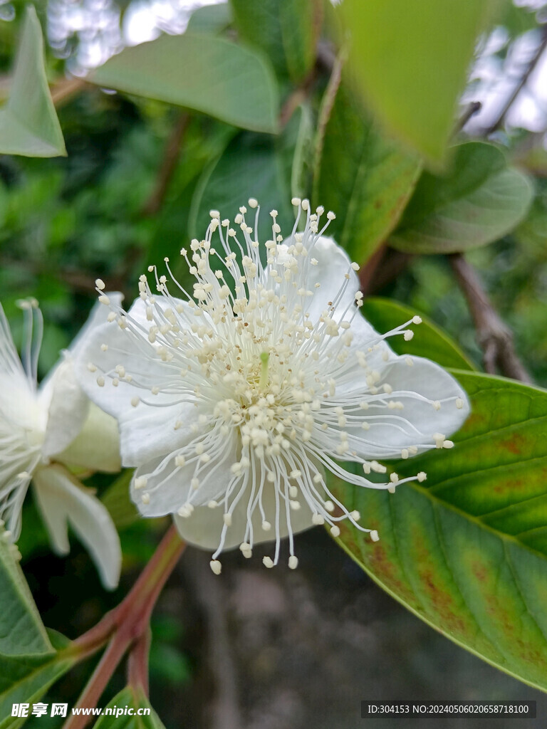 石榴花