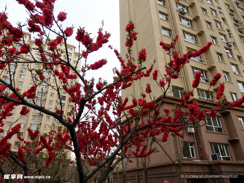 小区花