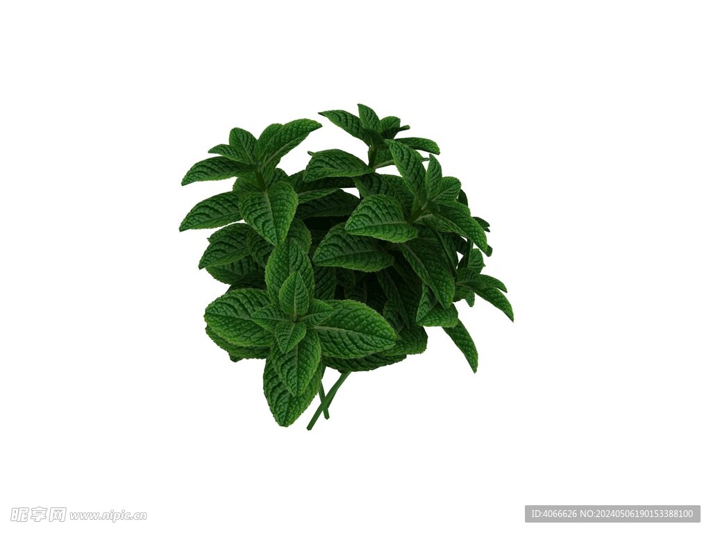 薄荷叶3D模型