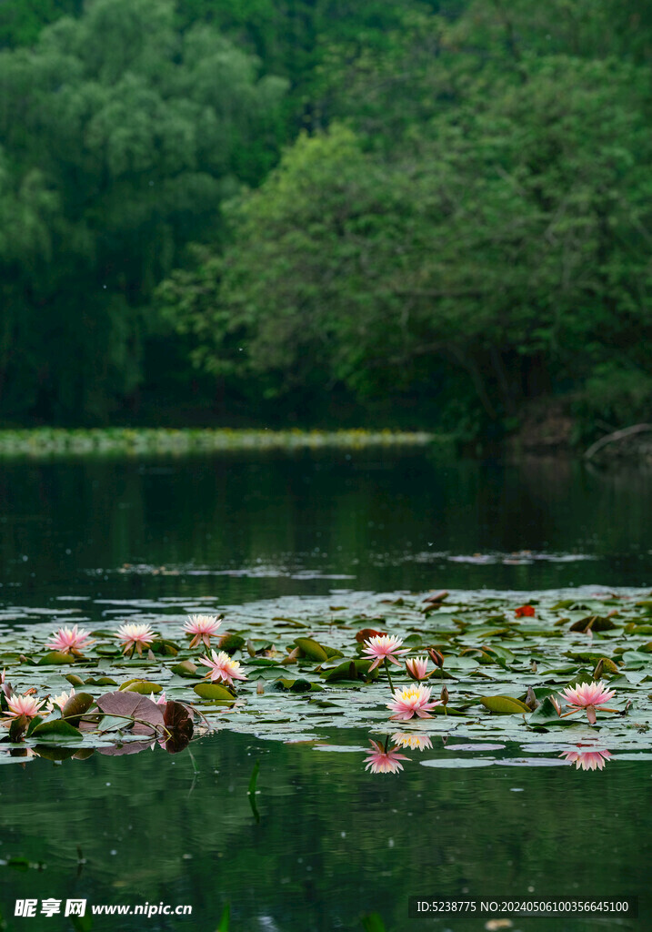 水面睡莲