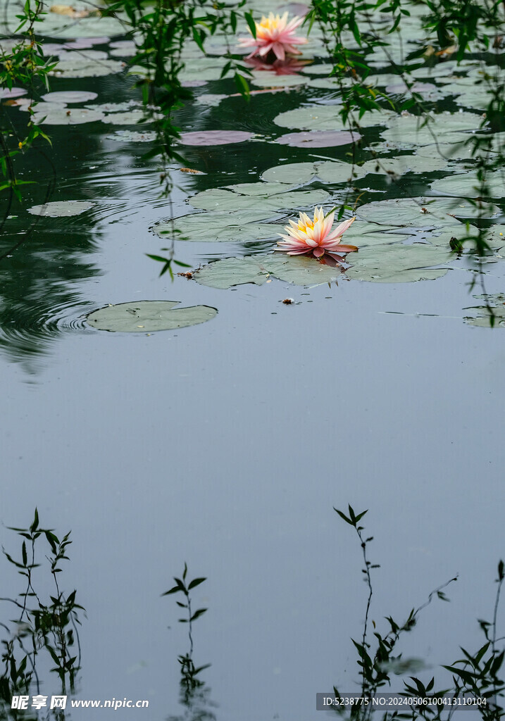 睡莲
