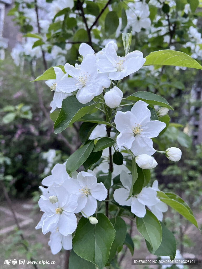 梨花梨树