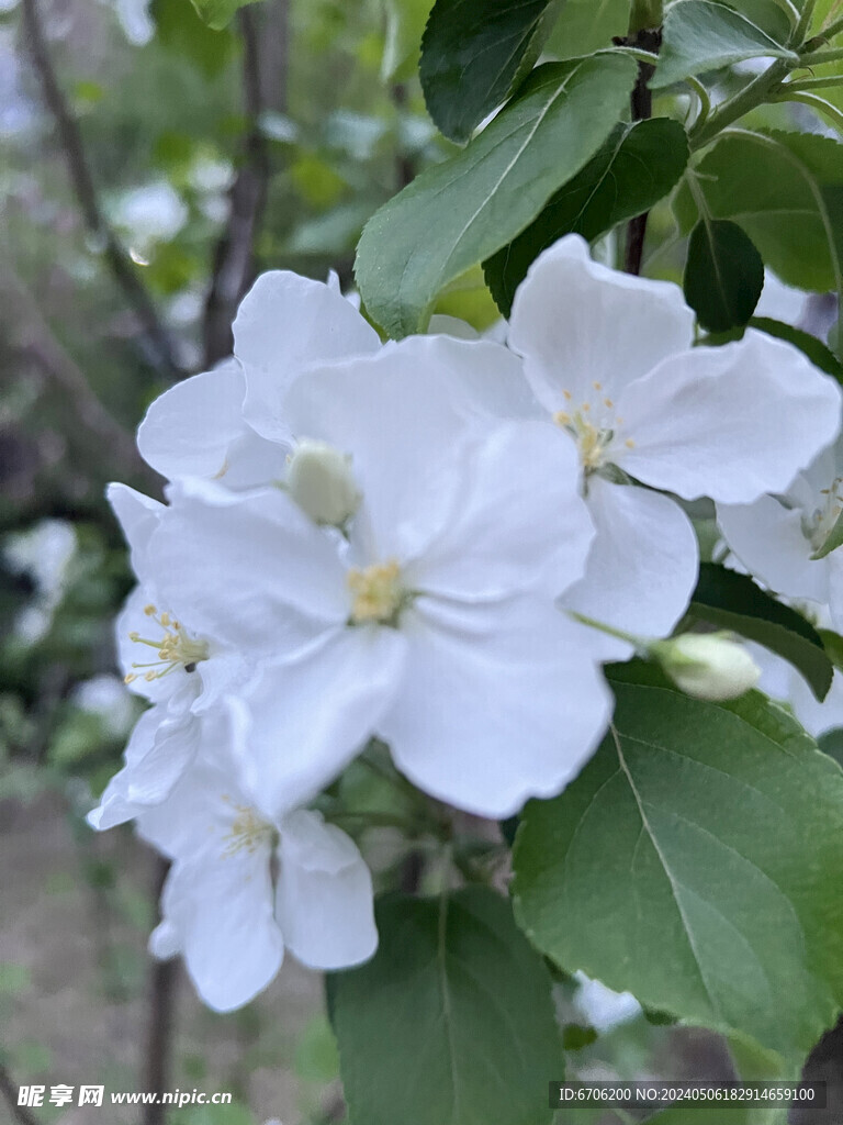 梨树梨花