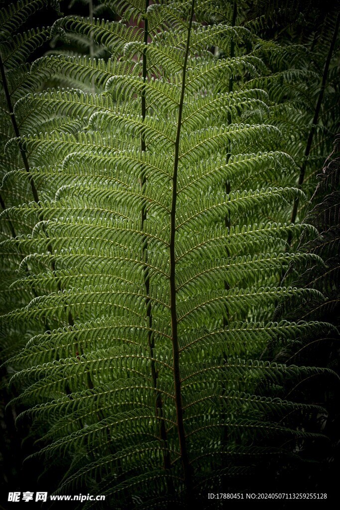 蕨类植物