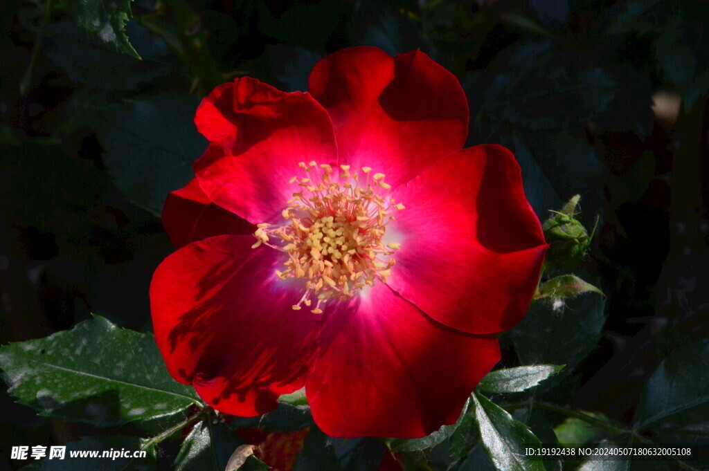 月季花  