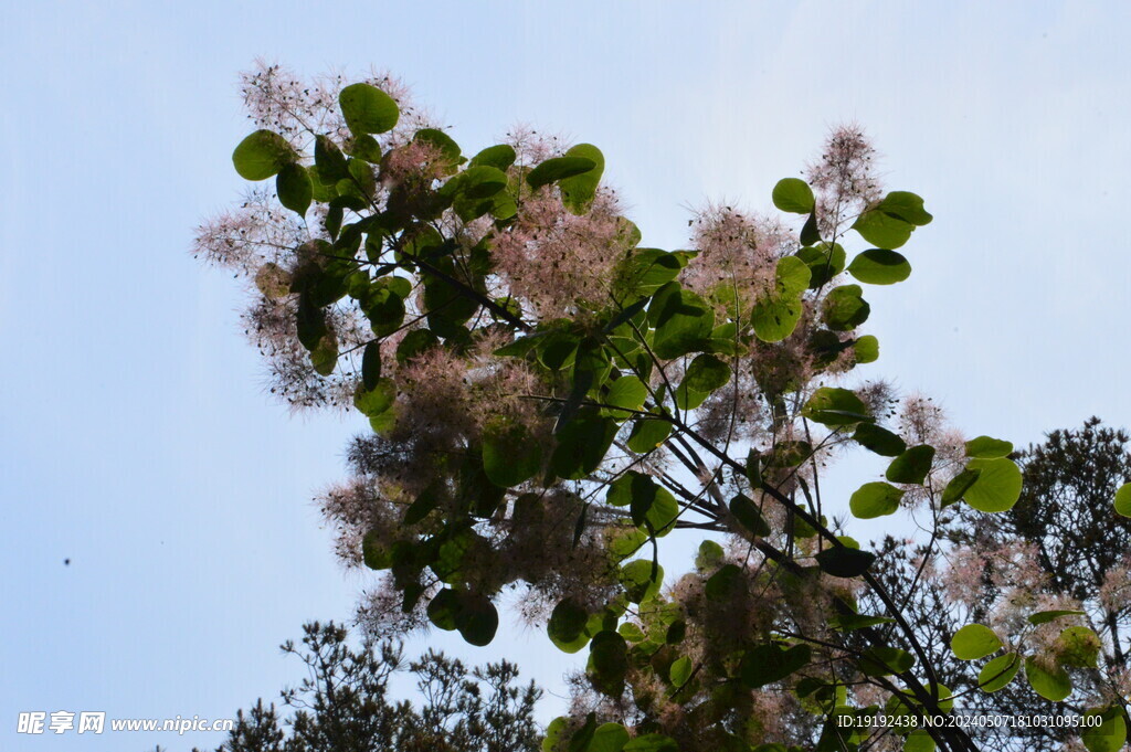 黄栌花 