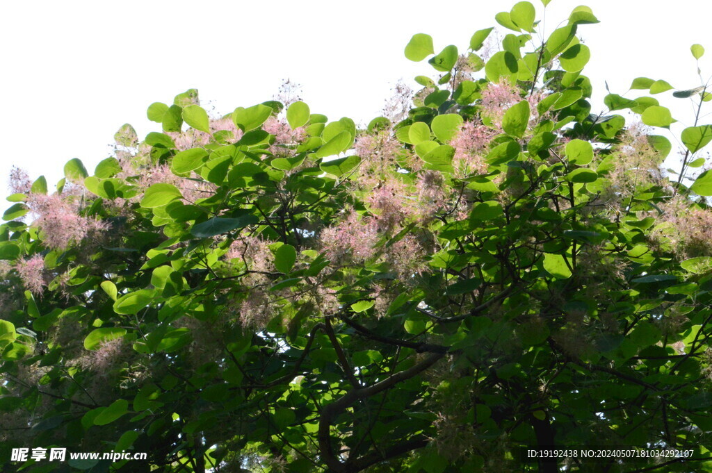 黄栌花  