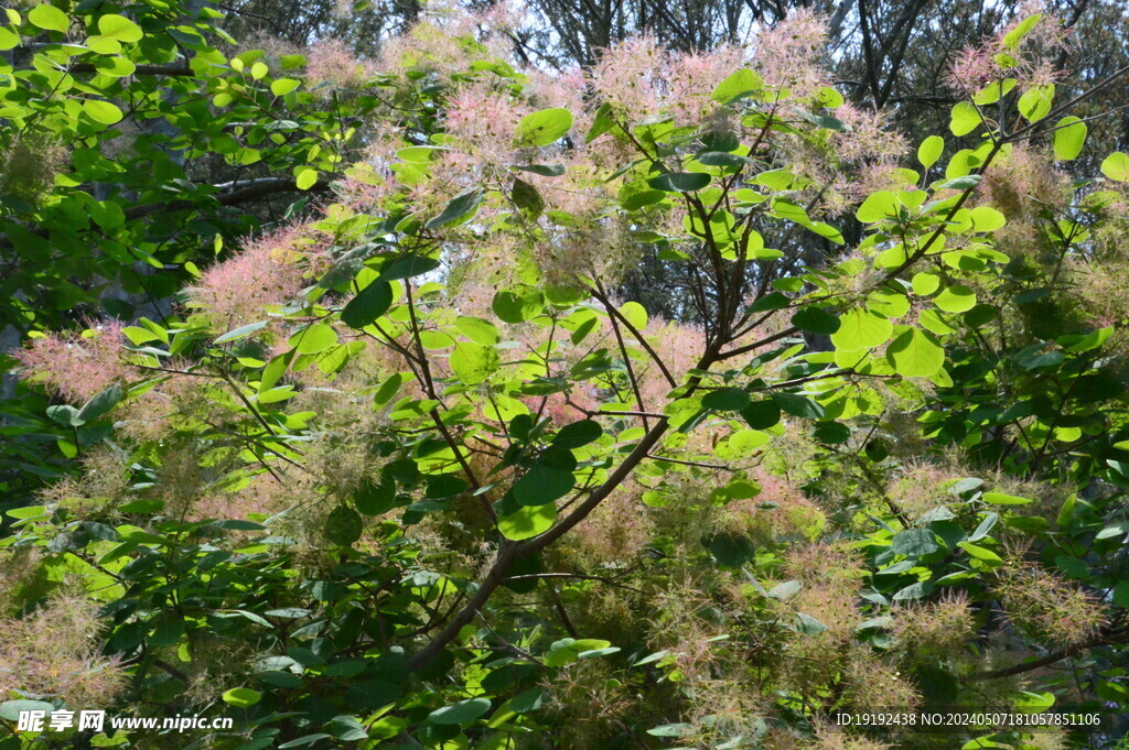 黄栌花  