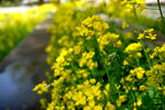 黄色的油菜花丛