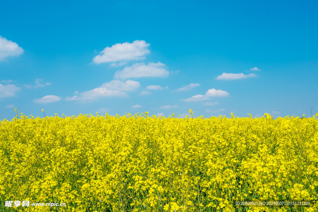 油菜花田图片