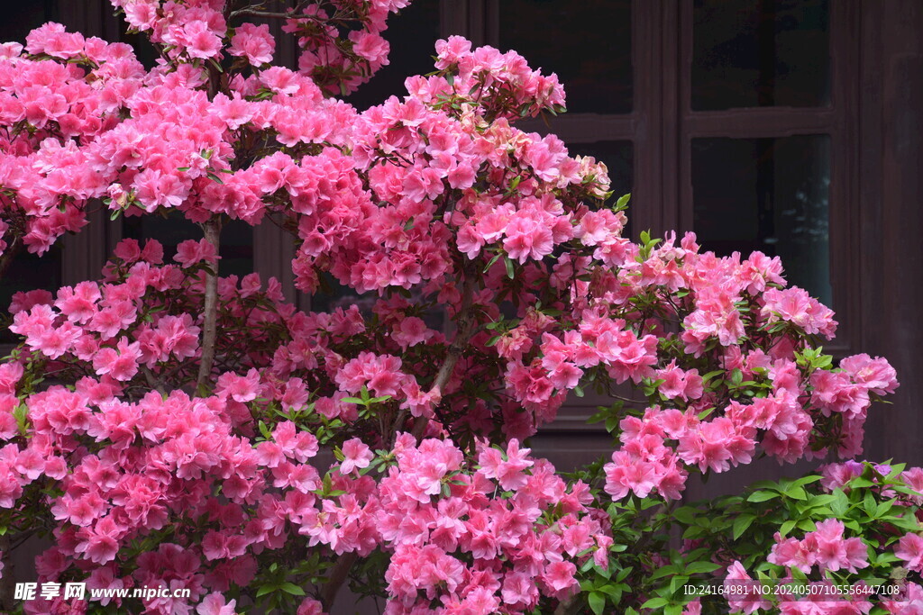 植物园杜鹃花摄影图片生态摄