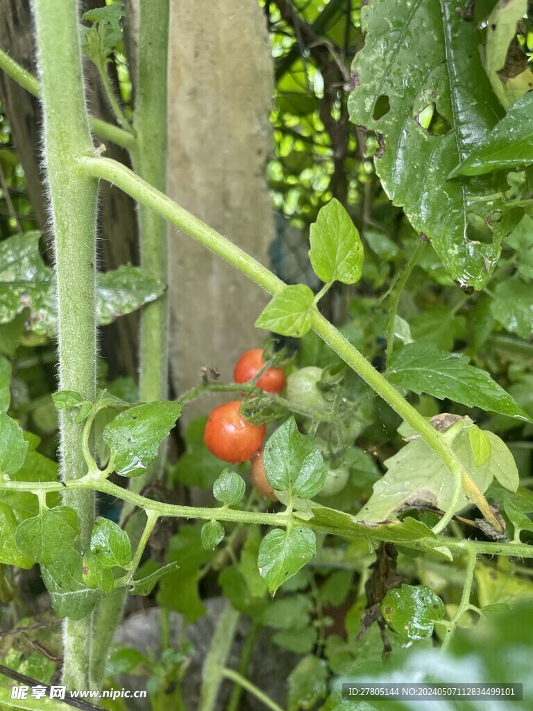 农家小西红柿
