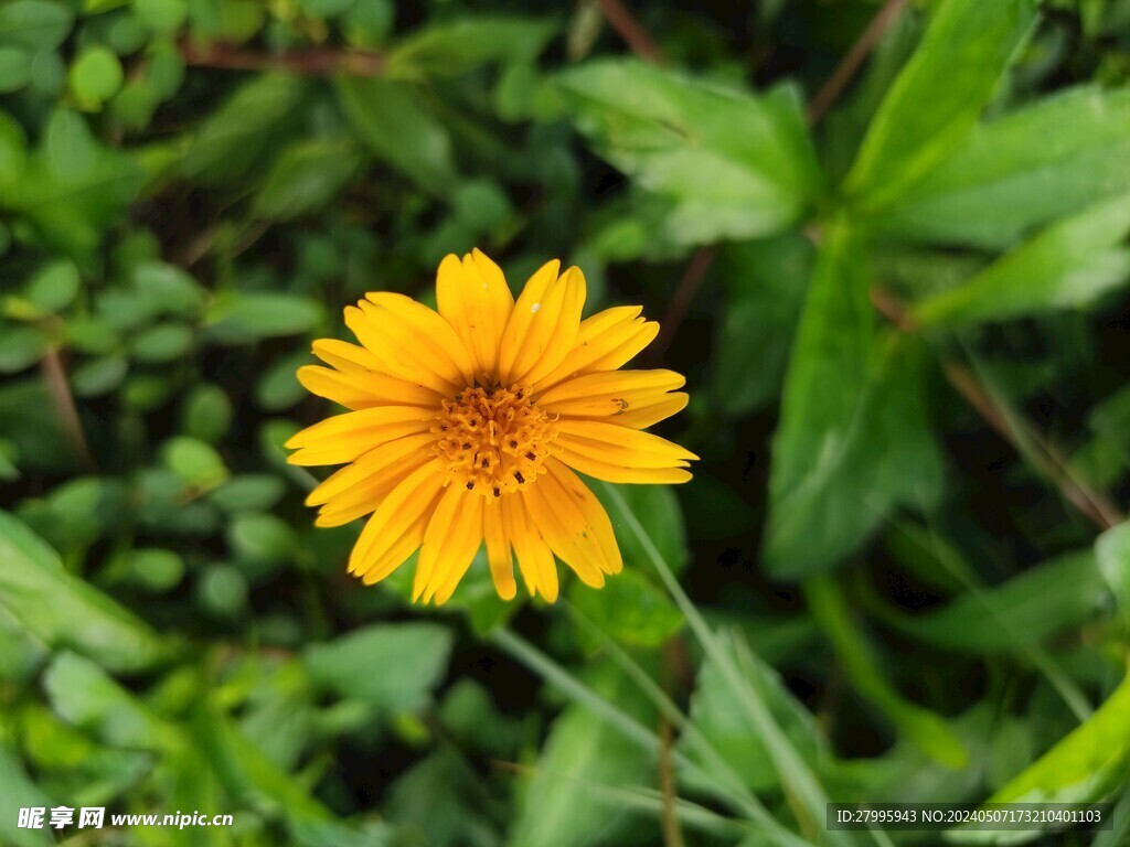 野菊花