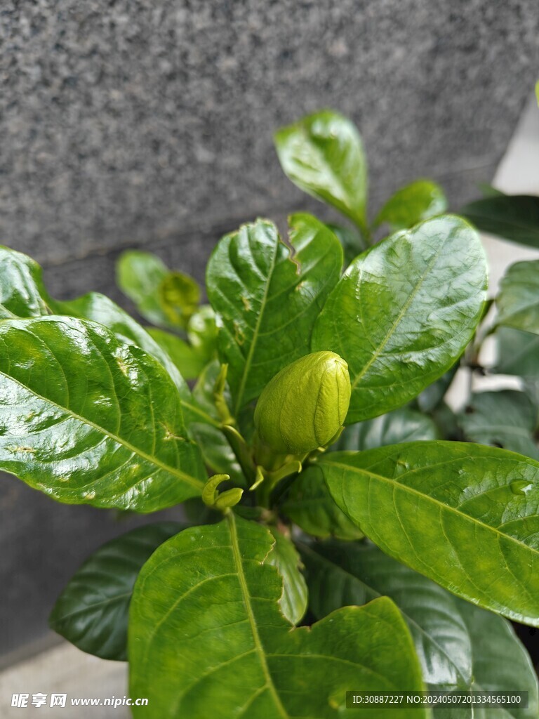 花苞 栀子花包