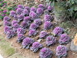紫生菜植物羽衣甘蓝圆叶红鸽