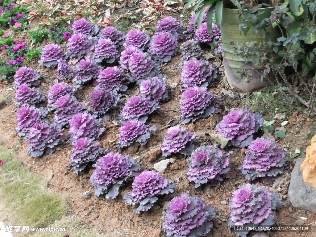 紫生菜植物羽衣甘蓝圆叶红鸽