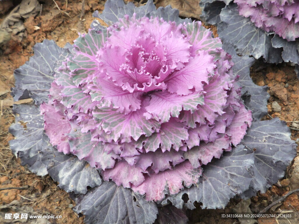 紫生菜植物羽衣甘蓝圆叶红鸽